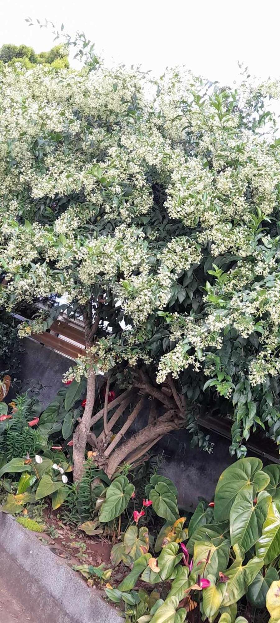 Le Muguet Sauvage Villa Le Tampon Buitenkant foto